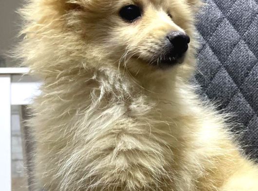 Pomerian Boo Bebekler görsel