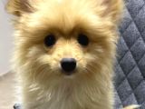 Pomerian boo bebekler