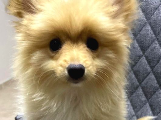 Pomerian Boo Bebekler