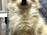 Pomerian Boo Bebekler