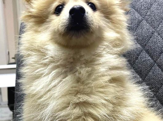 Pomerian Boo Bebekler görsel