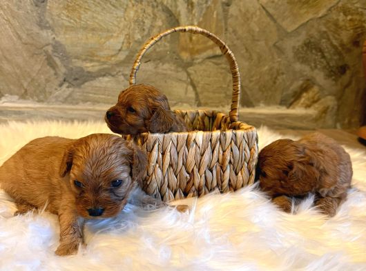 Maltipoo görsel