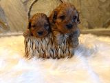 Maltipoo