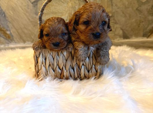 Maltipoo