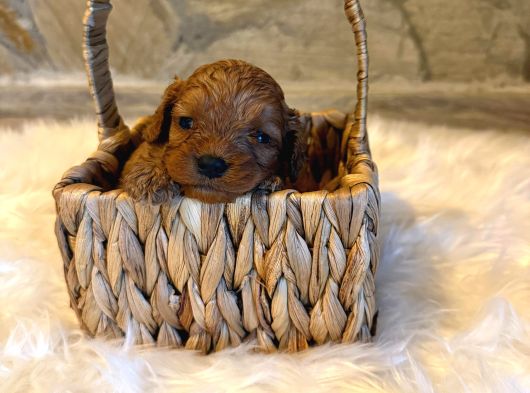Maltipoo görsel