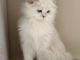 Scottish Fold Long Hair As-12 33 Erkek