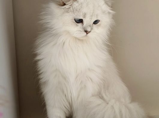 Scottish Fold Long Hair As-12 33 Erkek görsel