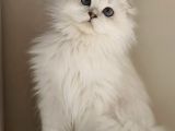Scottish Fold Long Hair As-12 33 Erkek
