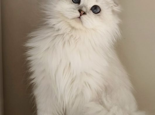 Scottish Fold Long Hair As-12 33 Erkek görsel