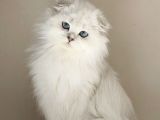 Scottish Fold Long Hair As-12 33 Erkek
