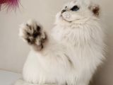 Scottish Fold Long Hair As-12 33 Erkek