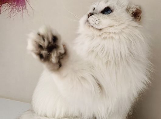 Scottish Fold Long Hair As-12 33 Erkek görsel