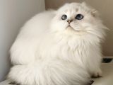 Scottish fold long Hair as-12 33 erkek