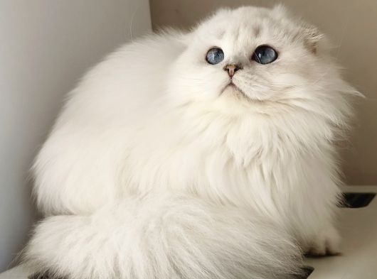 Scottish Fold Long Hair As-12 33 Erkek