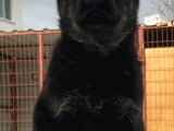 Elit Kan Solid Black Alman Çoban Köpeği Yavrusu
