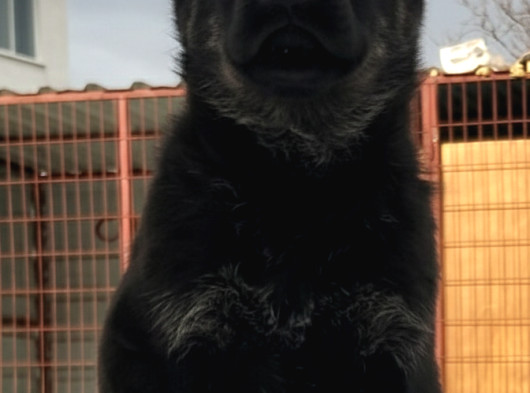 Elit Kan Solid Black Alman Çoban Köpeği Yavrusu görsel