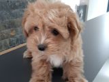 Efsane Güzel Malti̇poo Bebekleri̇ Si̇zleri̇ Bekli̇yor