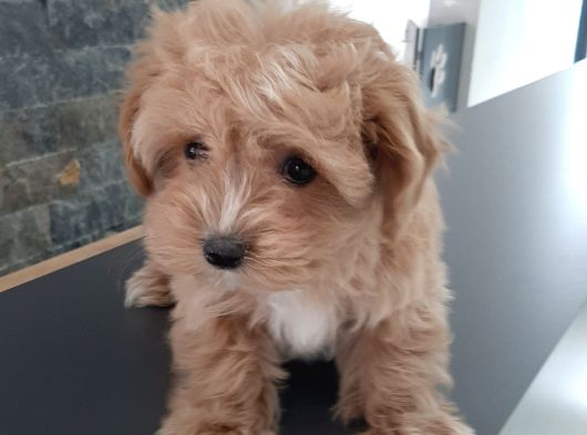 Efsane Güzel Malti̇poo Bebekleri̇ Si̇zleri̇ Bekli̇yor görsel
