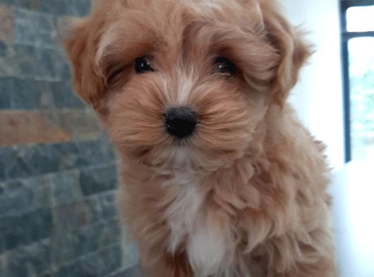 EFSANE GÜZEL MALTİPOO BEBEKLERİ SİZLERİ BEKLİYOR