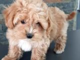 Efsane Güzel Malti̇poo Bebekleri̇ Si̇zleri̇ Bekli̇yor