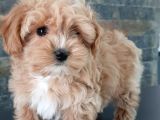 Efsane Güzel Malti̇poo Bebekleri̇ Si̇zleri̇ Bekli̇yor