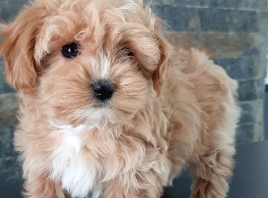 Efsane Güzel Malti̇poo Bebekleri̇ Si̇zleri̇ Bekli̇yor görsel