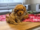 Kore Kan Poodle Yavru