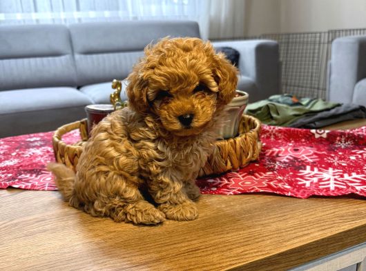 Kore Kan Poodle Yavru görsel