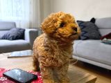 Kore Kan Poodle Yavru