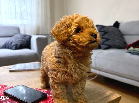 Kore Kan Poodle Yavru görsel