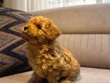 Kore Kan Poodle Yavru