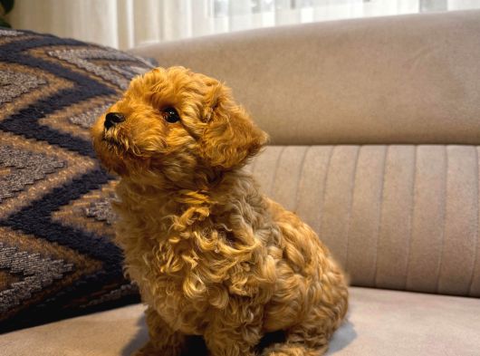 Kore Kan Poodle Yavru görsel