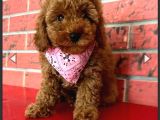 Toy Poodle Yavru Mama Ve Malzeme Kampanyalı