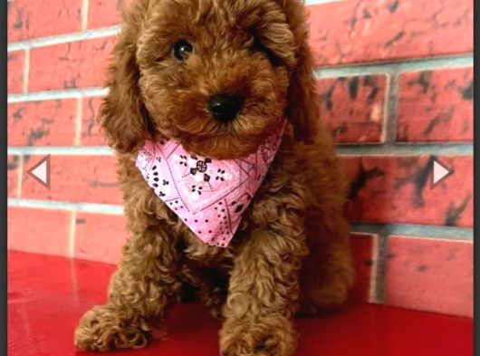 Toy Poodle Yavru Mama Ve Malzeme Kampanyalı görsel