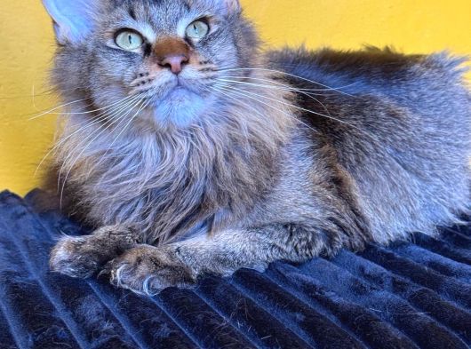 Bizzat Sampıyon Erkek Maıne Coon görsel