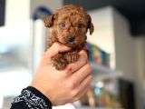 Güzelliğin Saf Hali Toy Poodle
