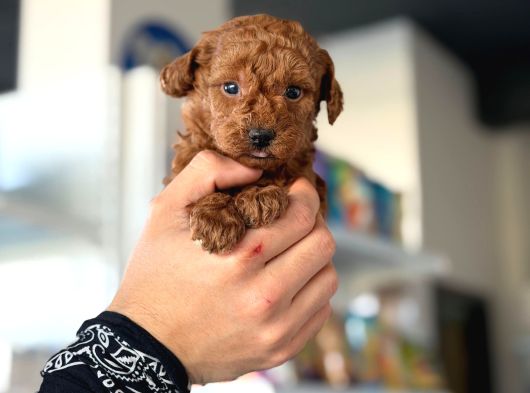 Güzelliğin Saf Hali Toy Poodle görsel
