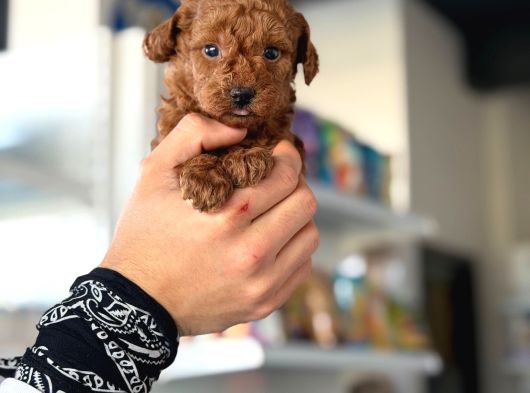 Güzelliğin Saf Hali Toy Poodle görsel