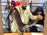Bizzat Sampıyon Erkek Maıne Coon