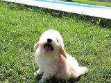 Efsane Güzel Malti̇poo Bebekleri̇ Si̇zleri̇ Bekli̇yor