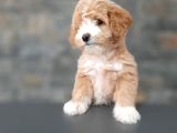Efsane Güzel Malti̇poo Bebekleri̇ Si̇zleri̇ Bekli̇yor