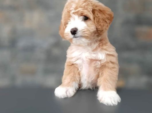 Efsane Güzel Malti̇poo Bebekleri̇ Si̇zleri̇ Bekli̇yor görsel