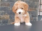 Efsane Güzel Malti̇poo Bebekleri̇ Si̇zleri̇ Bekli̇yor