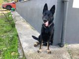Elit Kan Solid Black Alman Çoban Köpeği Yavrusu