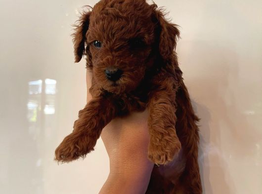 Toy Poodle Yavru Mama Ve Malzeme Kampanyalı görsel