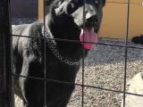 Elit Kan Solid Black Alman Çoban Köpeği Yavrusu