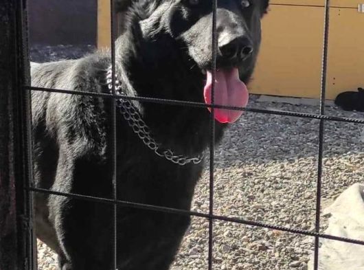 Elit Kan Solid Black Alman Çoban Köpeği Yavrusu görsel
