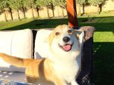 Welsh Corgi En Özeli