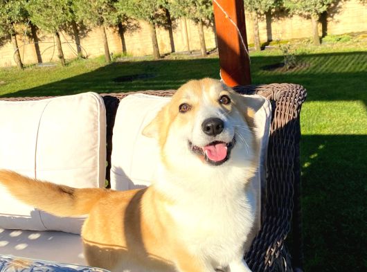 Welsh Corgi En Özeli görsel