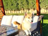 Welsh Corgi En Özeli